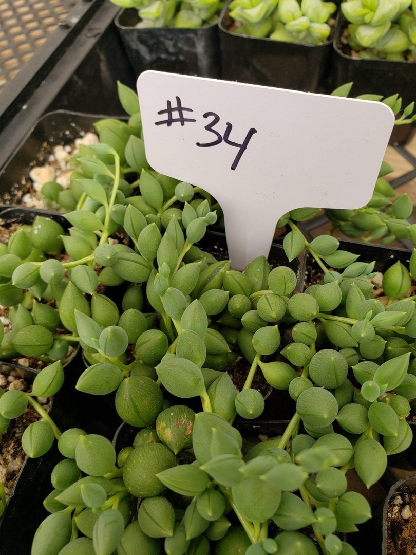 #34 Senecio teardrops