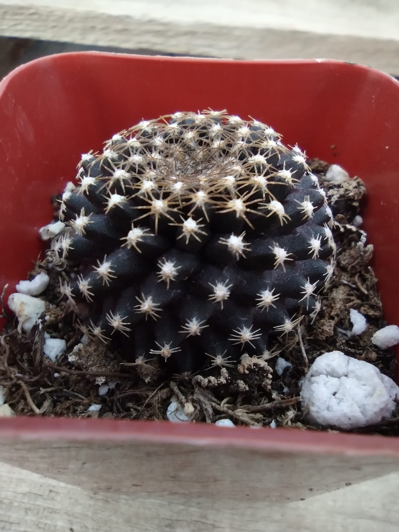 #34c Copiapoa Tenuissima