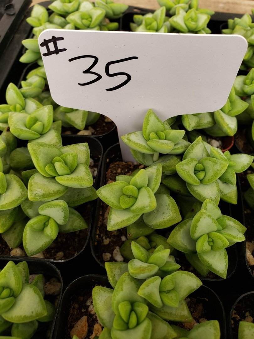 #35 Crassula Rupestris Cultivar