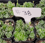 #38 Crassula Dorothy