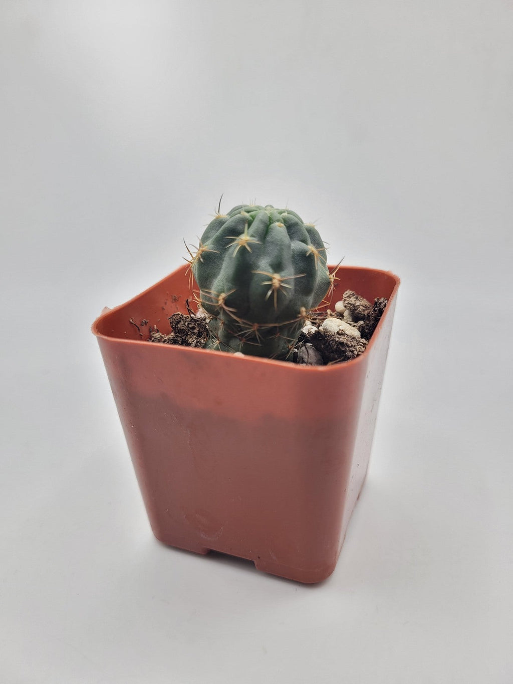 #38c  2" Gymnocalycium Baldianum