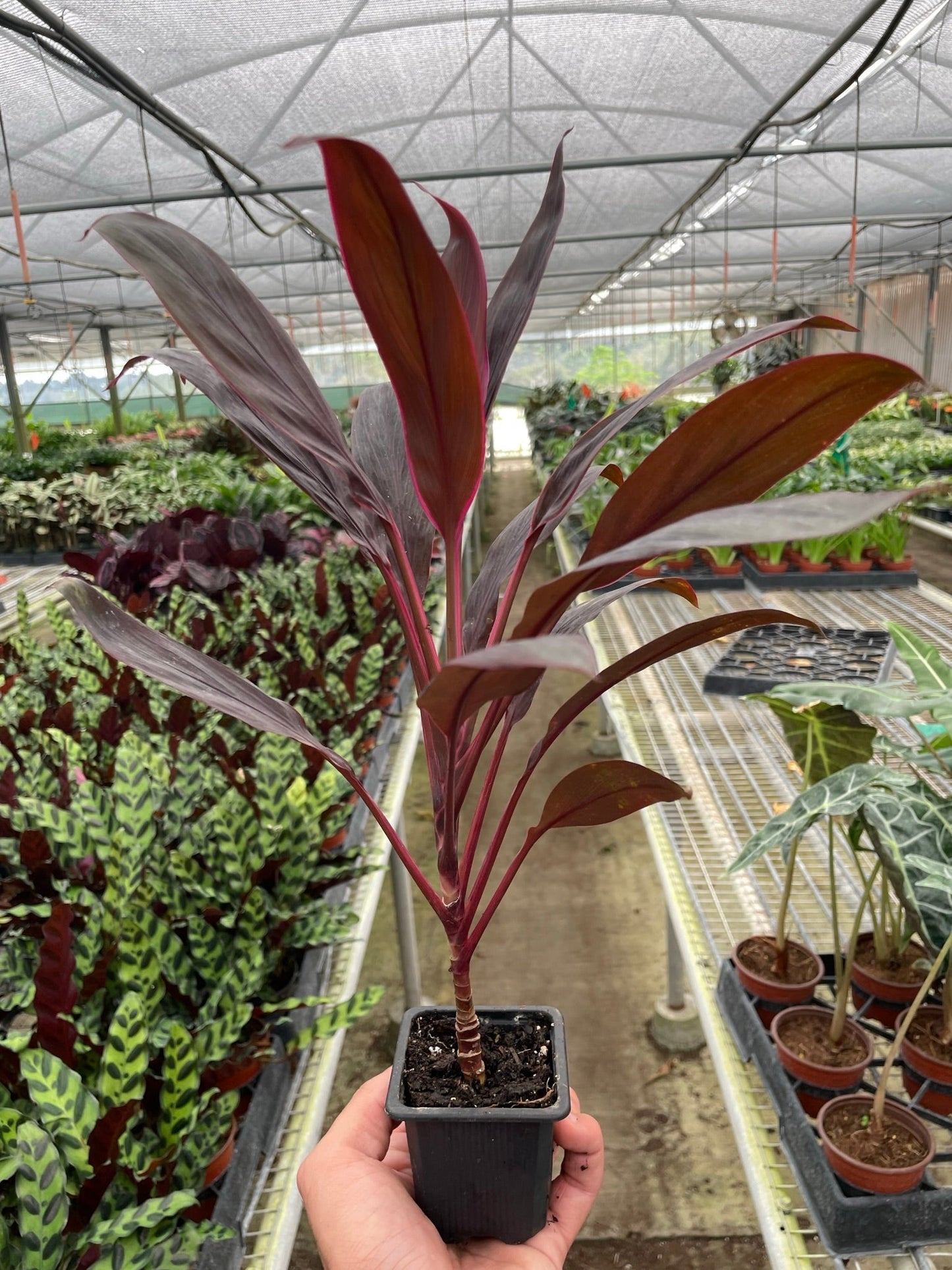 Calypso Queen - Cordyline Fruticosa