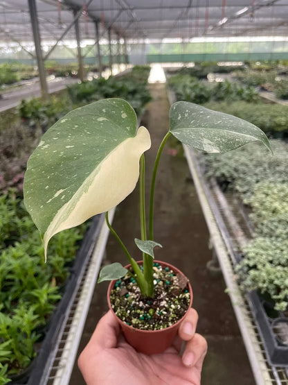 Variegated Thai Constellation Monstera