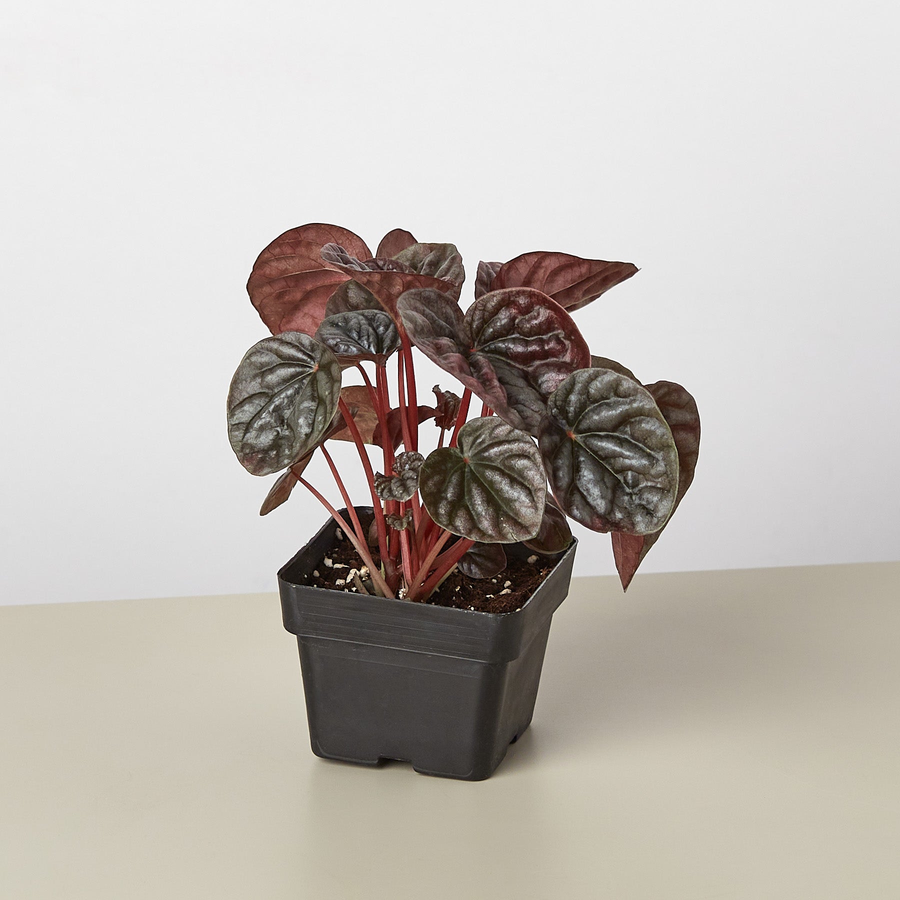 Peperomia 'Ripple Red'