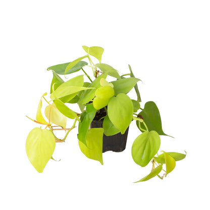 Neon Philodendron