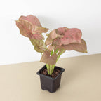 Syngonium 'Strawberry'