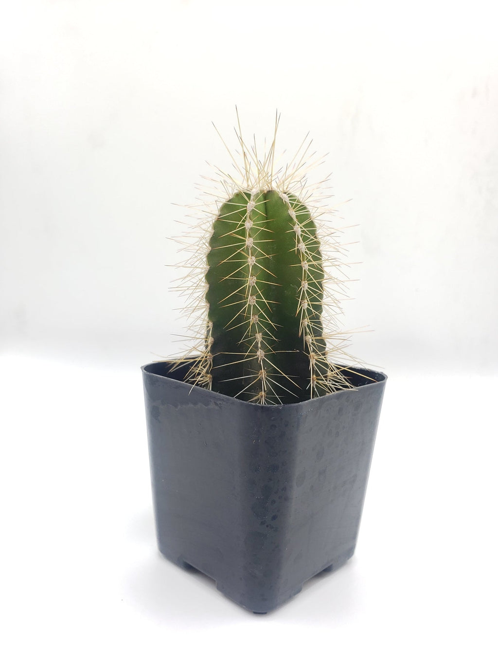 #3c Lemaireocereus dumortieri 2"