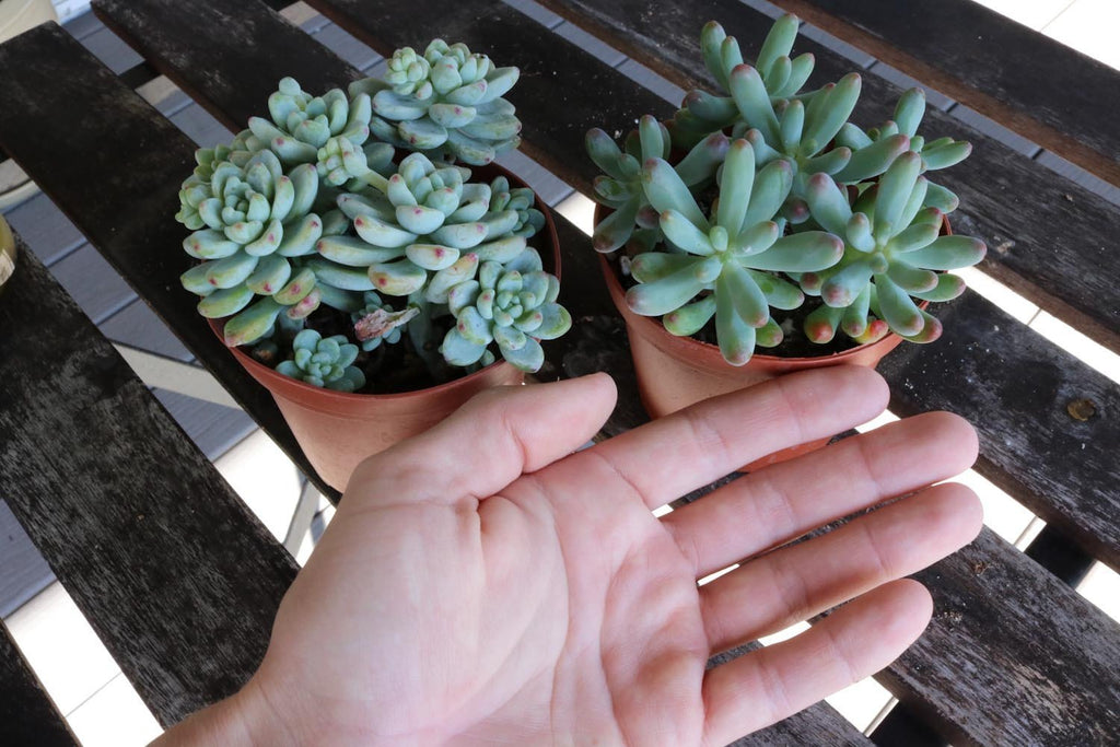 4" Assorted Succulents