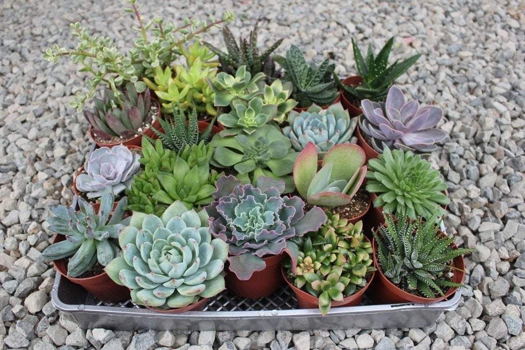 4" Assorted Succulents