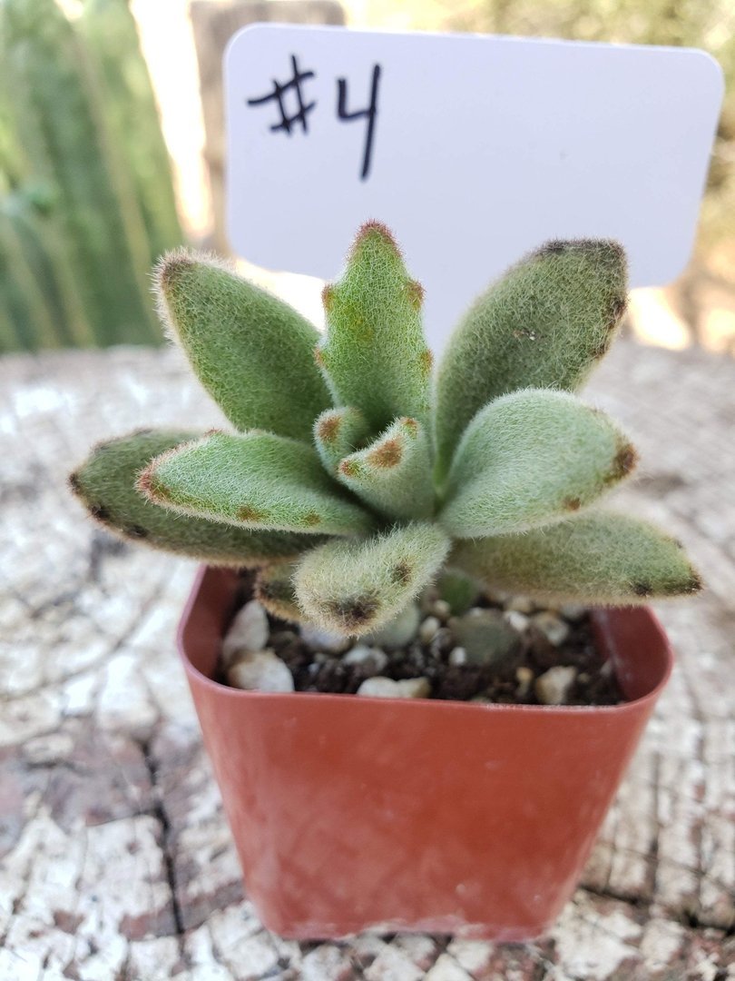 #4 Kalanchoe Chocolate Soldier mainly brown color