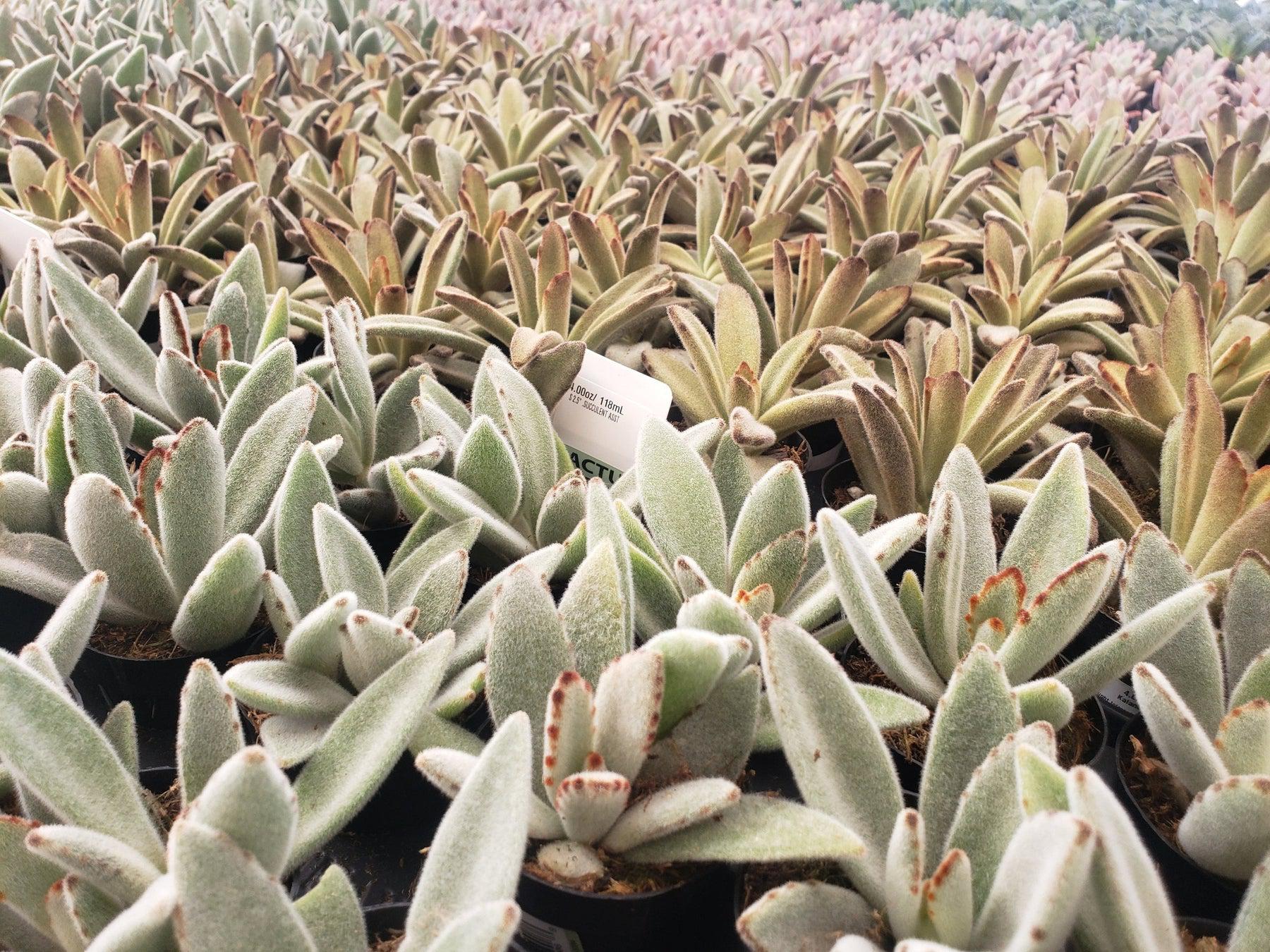#4 Kalanchoe Chocolate Soldier mainly brown color