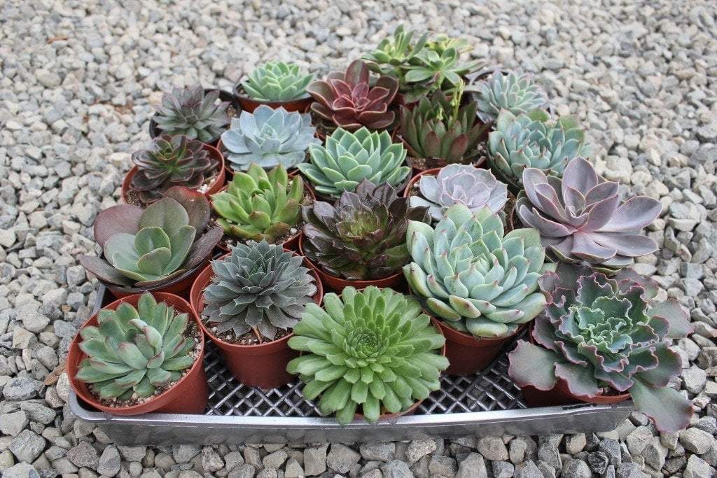 4" Rosette Succulent