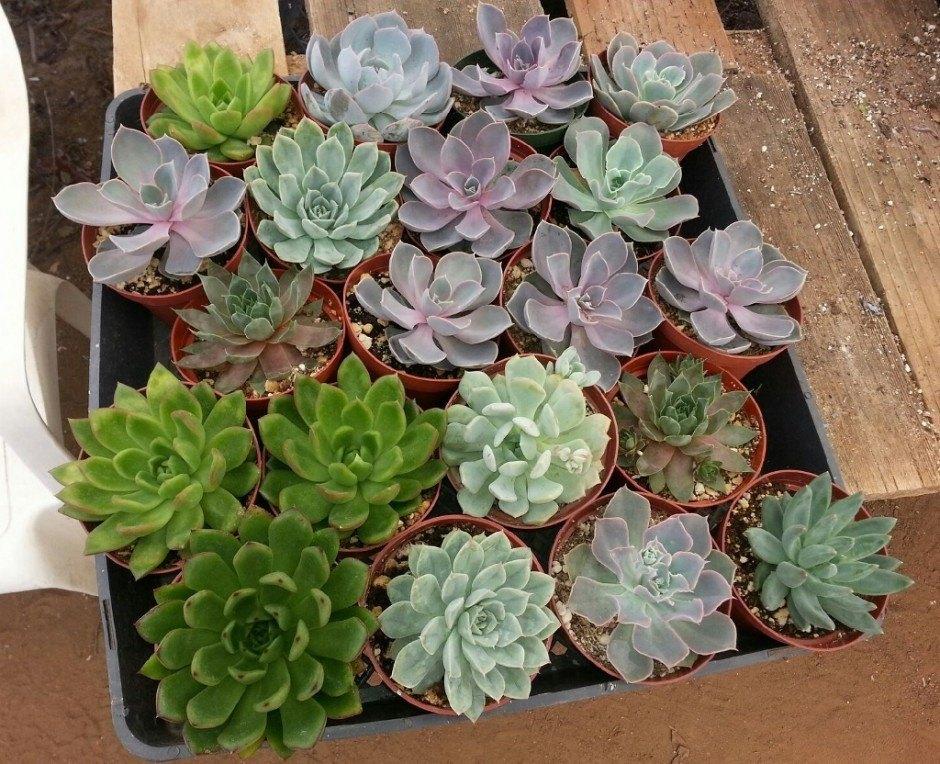 4" Rosette Succulent