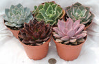 4" Rosette Succulent