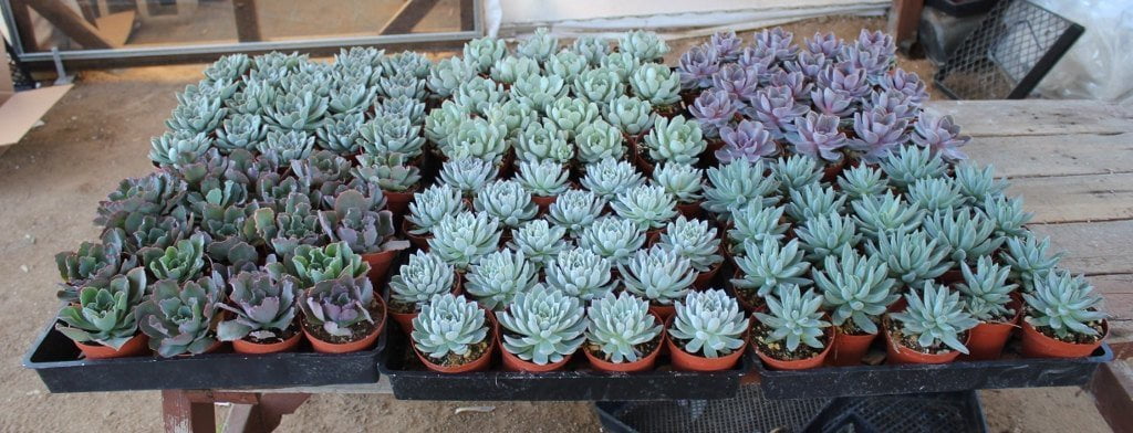 4" Rosette Succulent