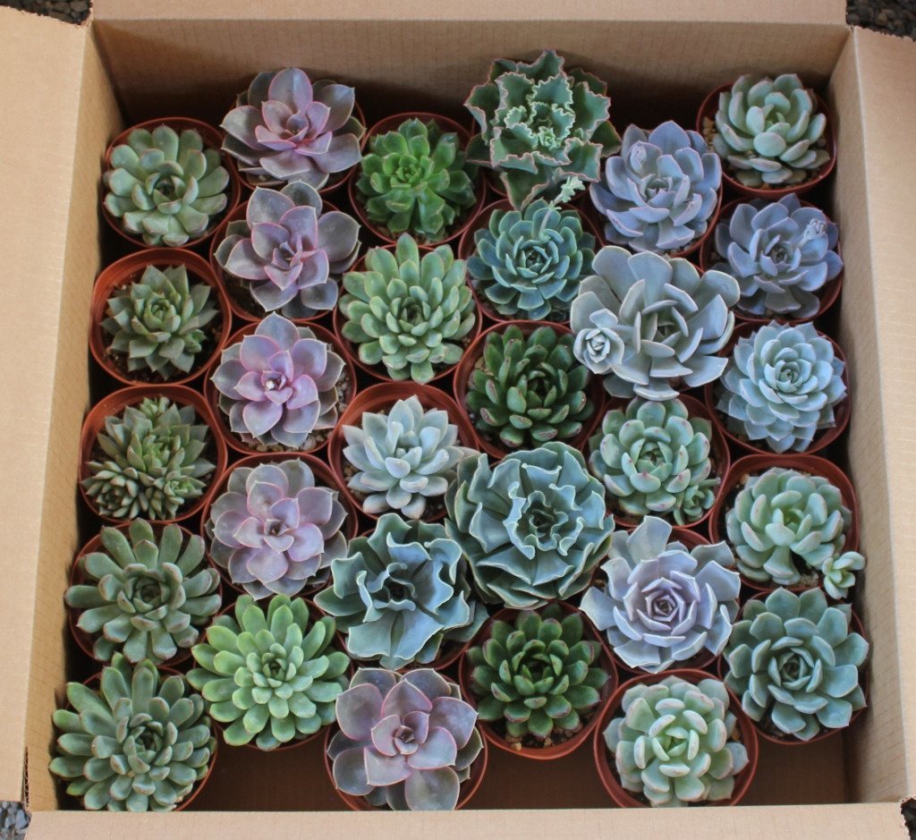 4" Rosette Succulent