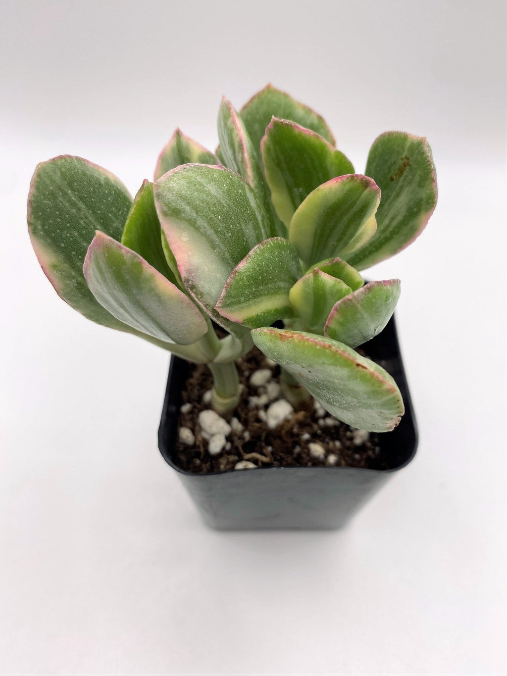 #40 Crassula Variegated Jade