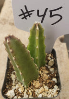 #45 Stapelia rotting corpse flower