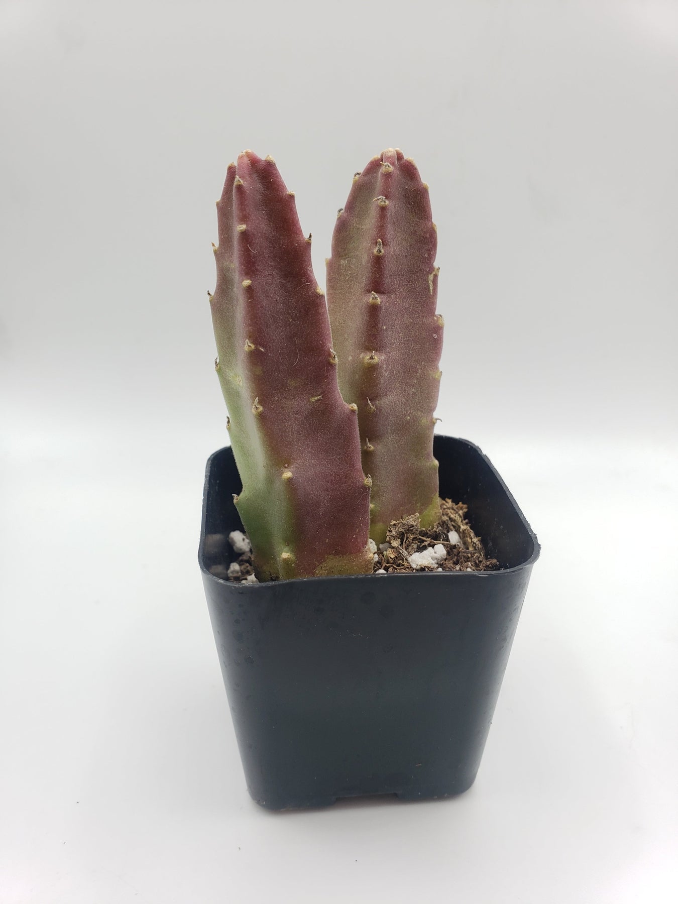 #45 Stapelia rotting corpse flower