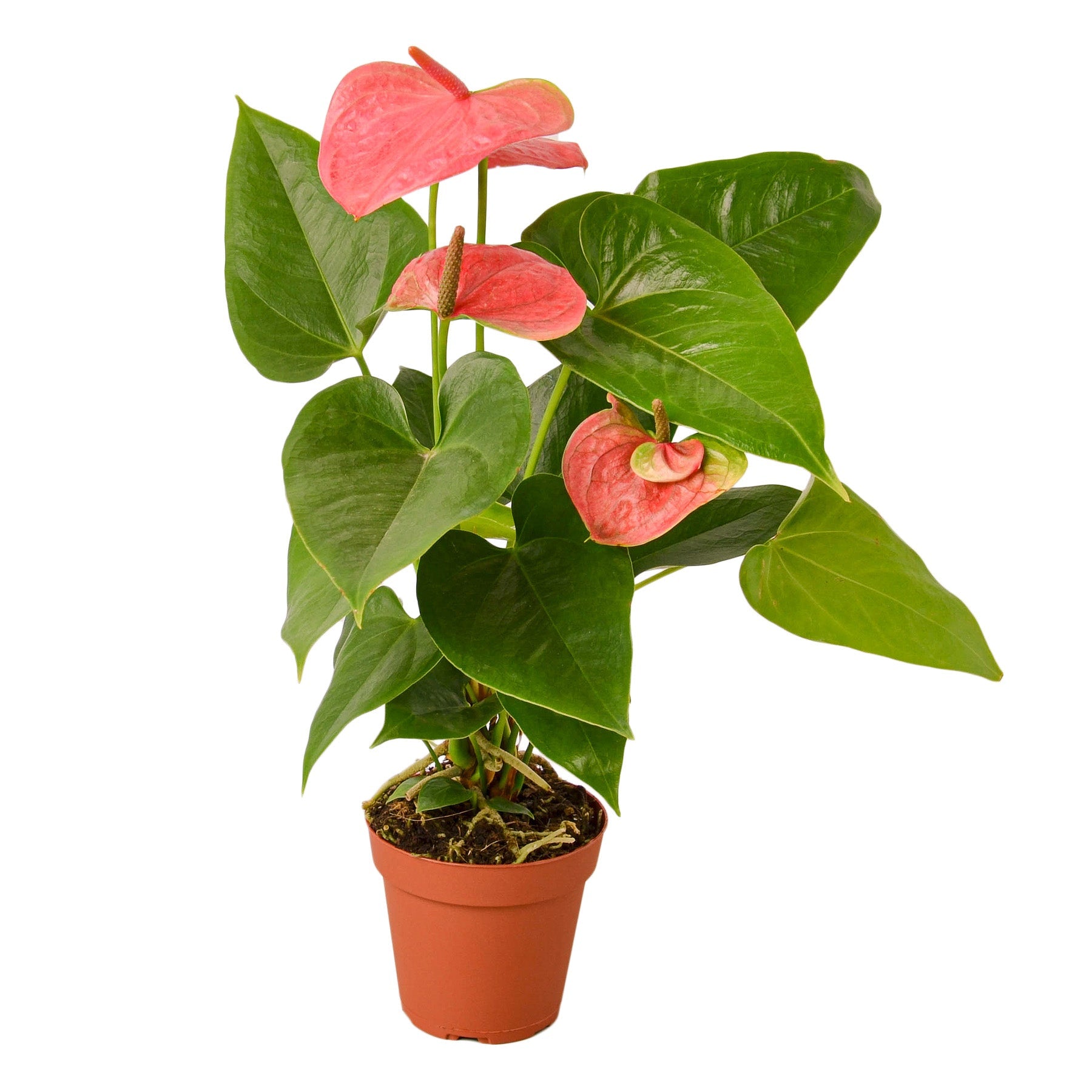 Pink Anthurium Andraeanum