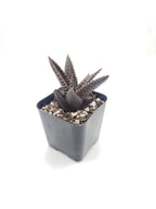#48 Haworthia Limifolia Fairy Washboard