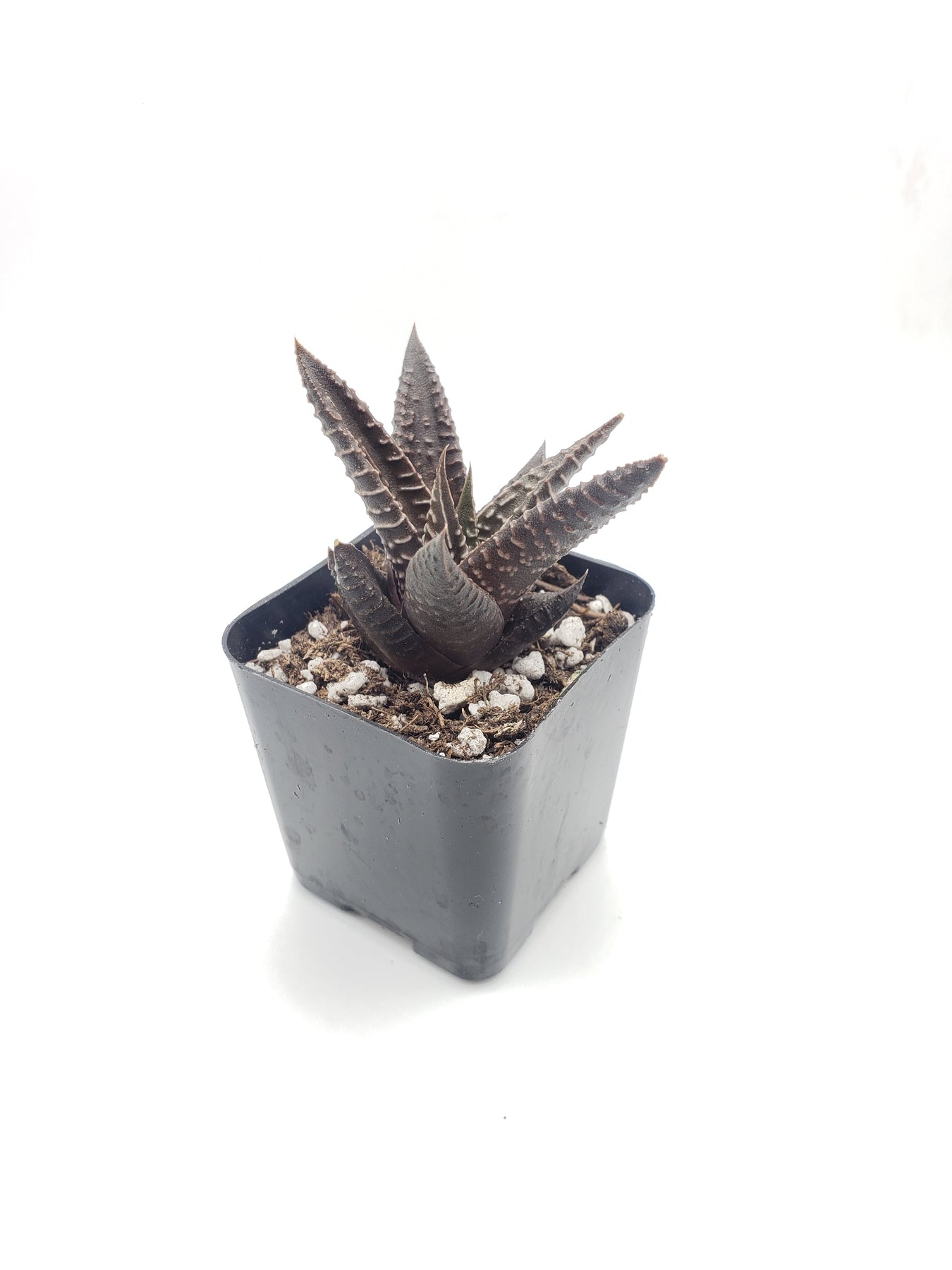 #48 Haworthia Limifolia Fairy Washboard