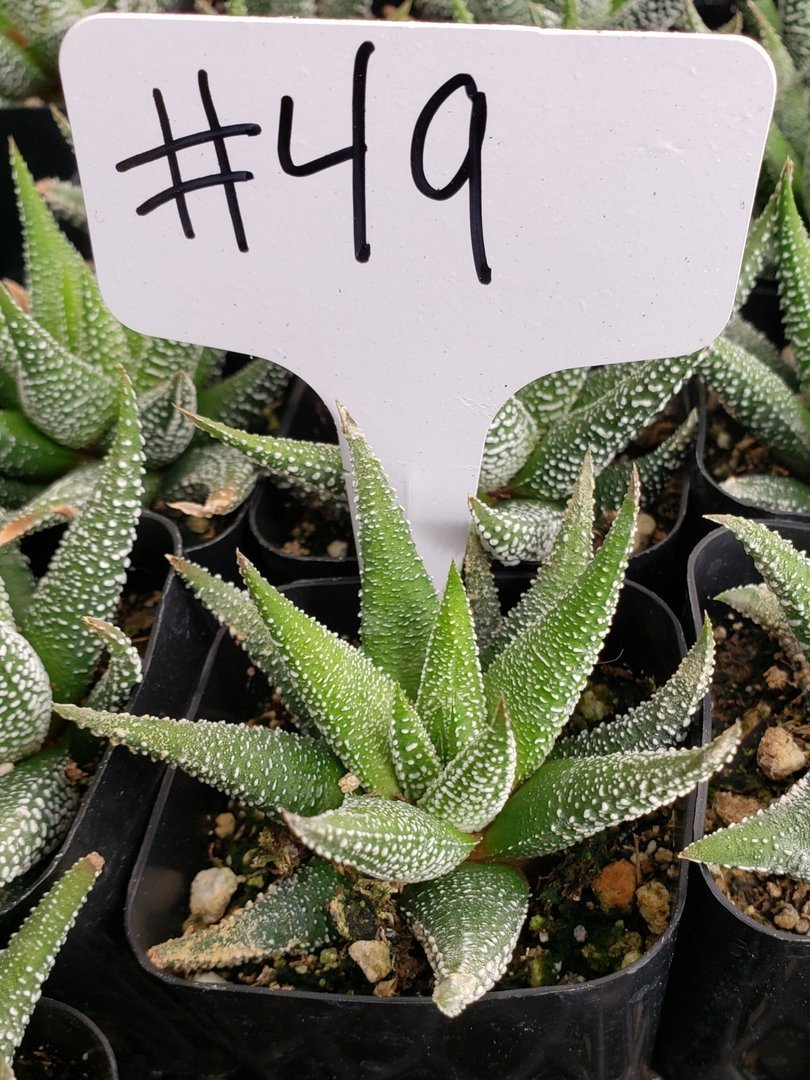 #49 Haworthia Attenuata
