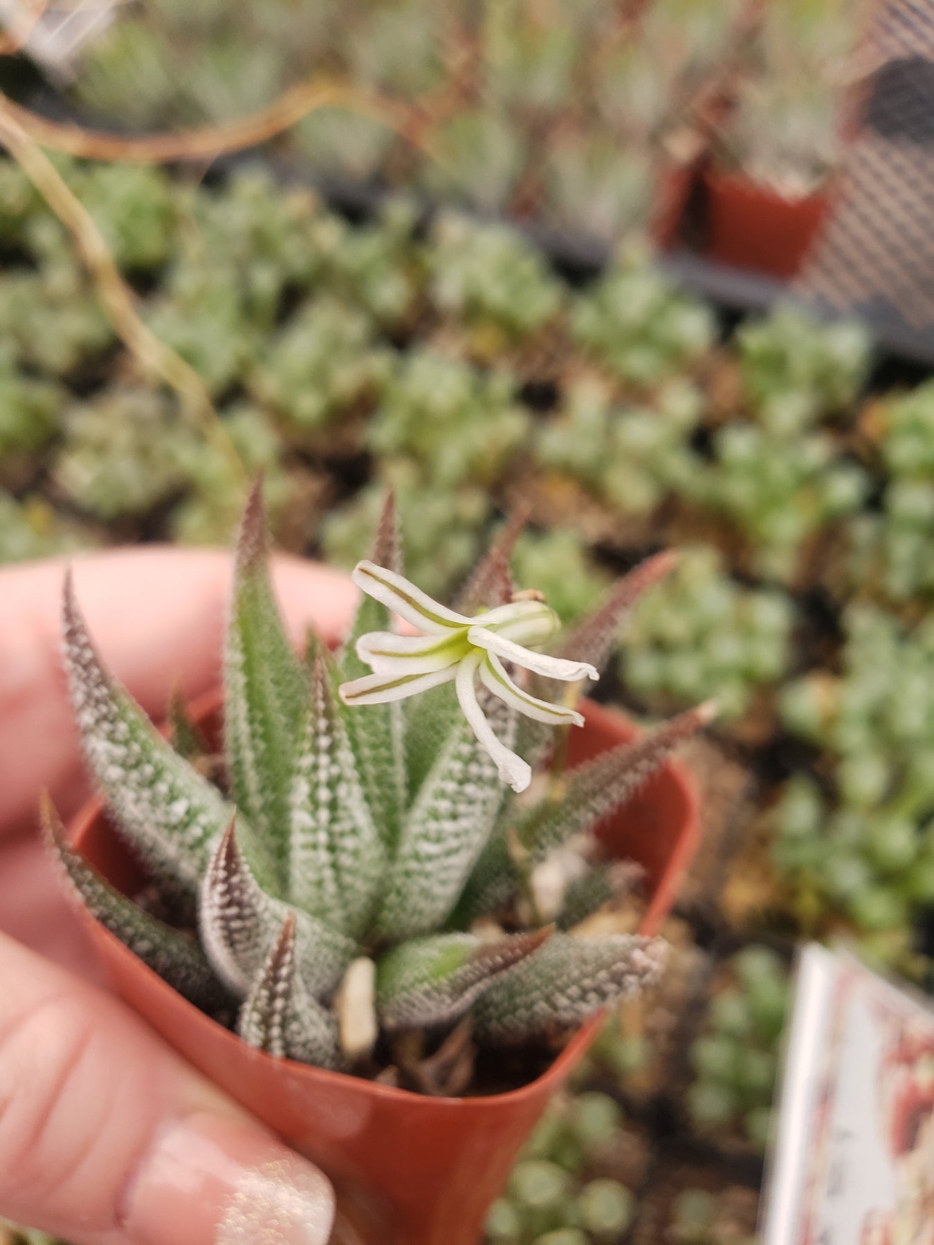 #49 Haworthia Attenuata