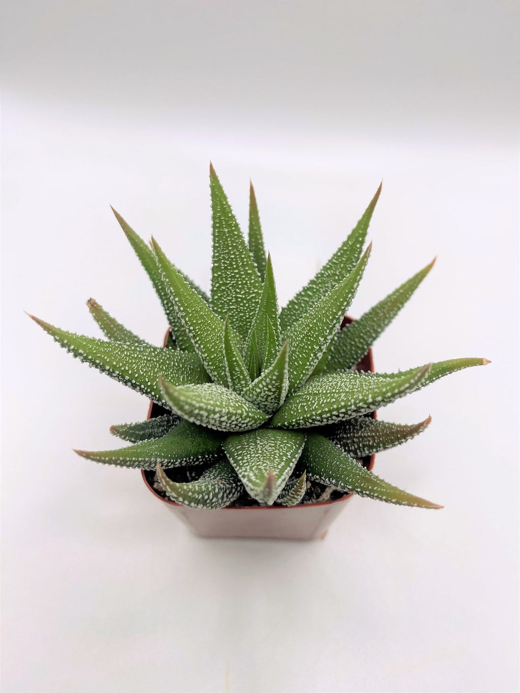 #49 Haworthia Attenuata