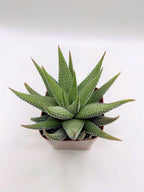 #49 Haworthia Attenuata