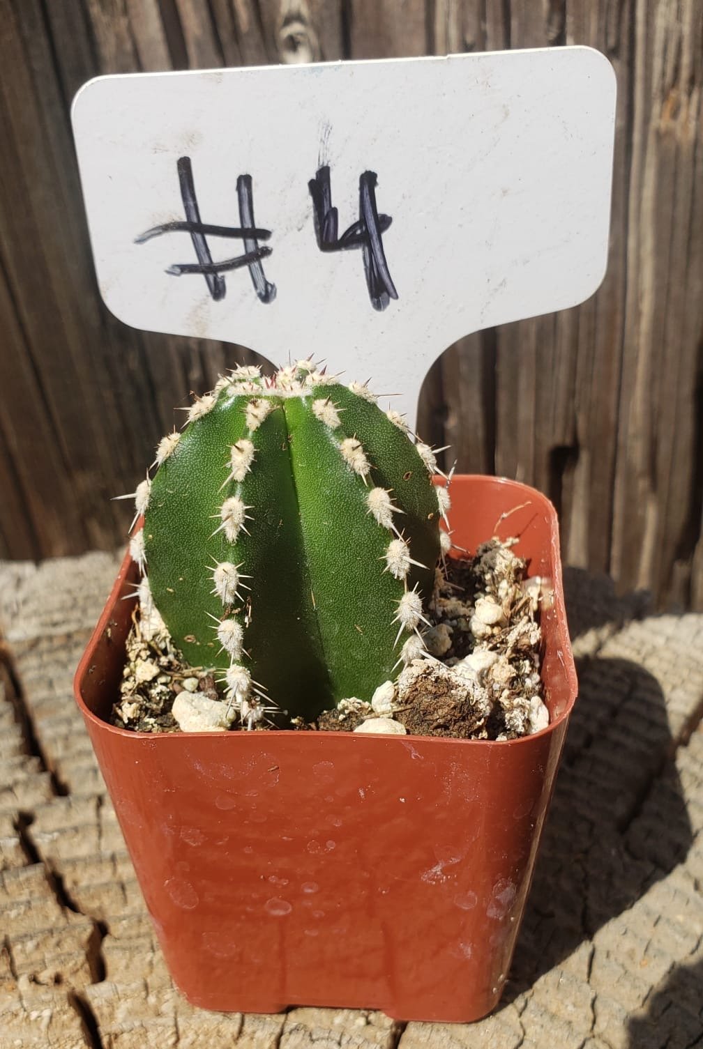 #4C Pachycereus marginatus Mexican Fence Post 2"