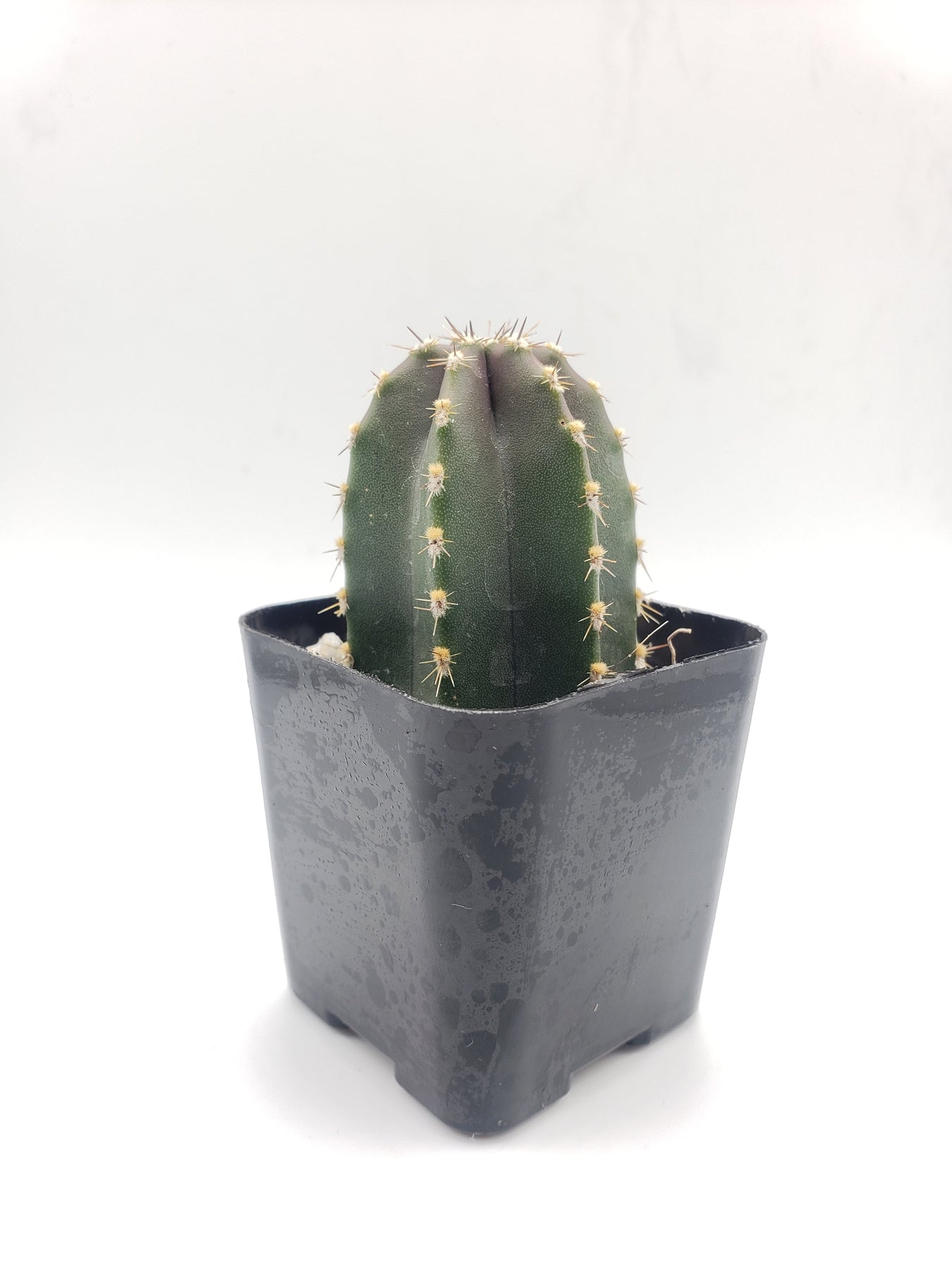 #4C Pachycereus marginatus Mexican Fence Post 2"