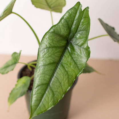 Alocasia Dragons Breath - Alocasia Heterophylla