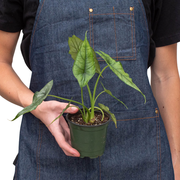 Alocasia Dragons Breath - Alocasia Heterophylla