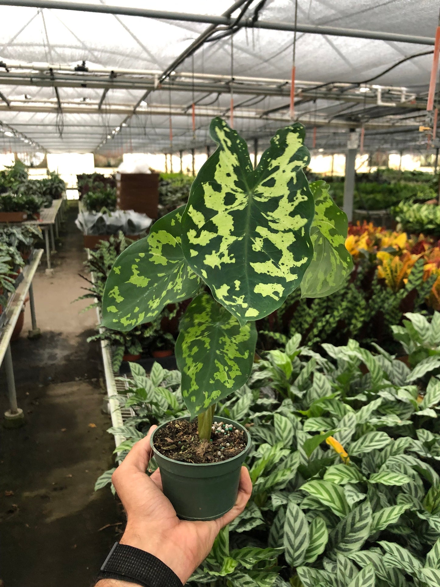 Alocasia Hilo Beauty - Alocasia Macrorrhizos