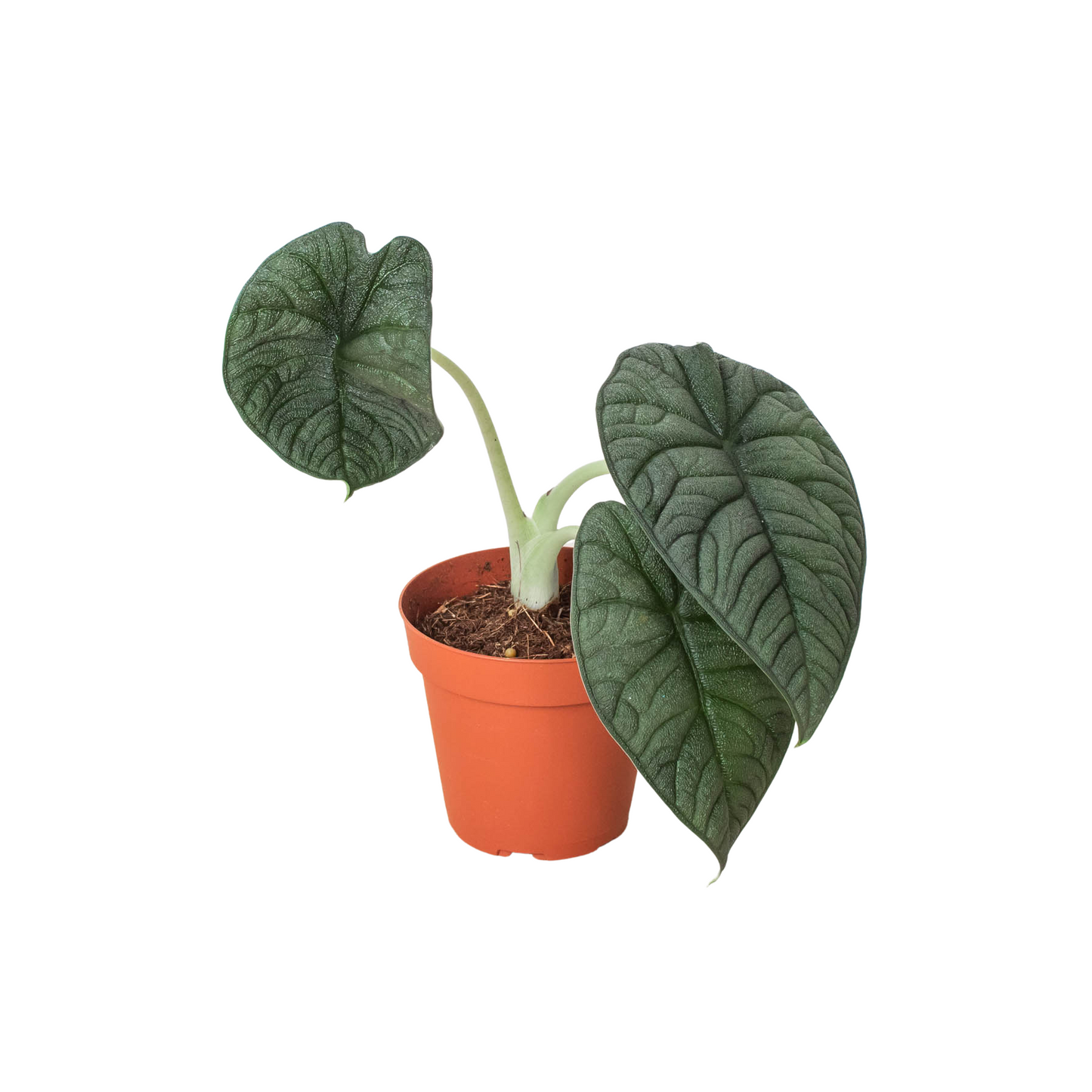 Alocasia Melo - Alocasia Rugosa