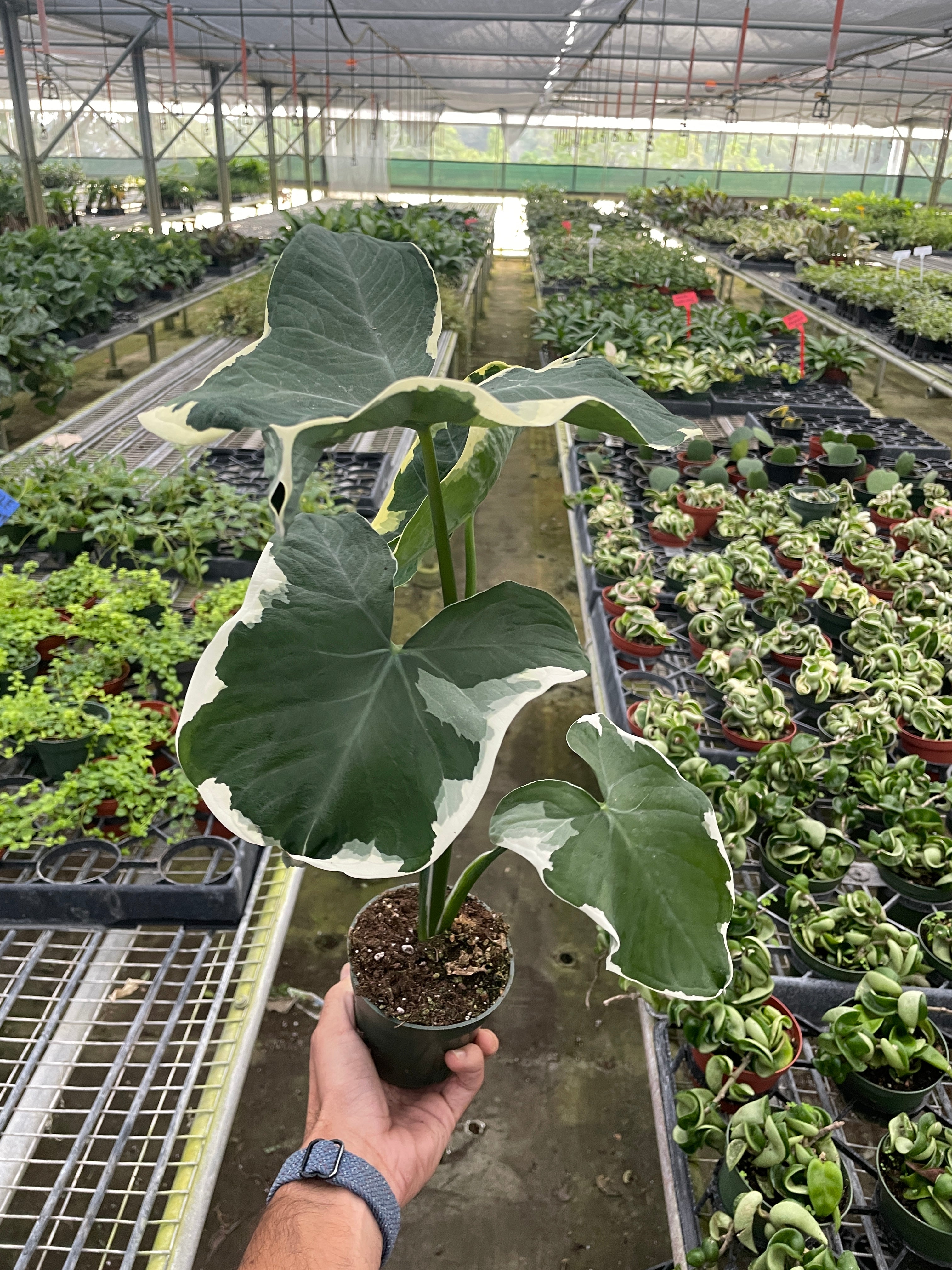 Alocasia Mickey Mouse - Alocasia Xanthosoma Variegata