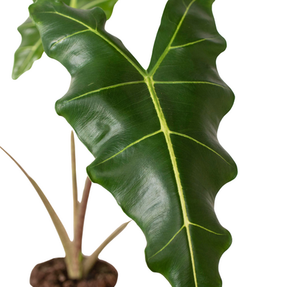 Alocasia Sarian - African Mask Plant