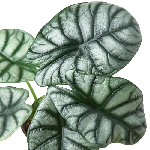 Alocasia Silver Dragon - Alocasia Baginda