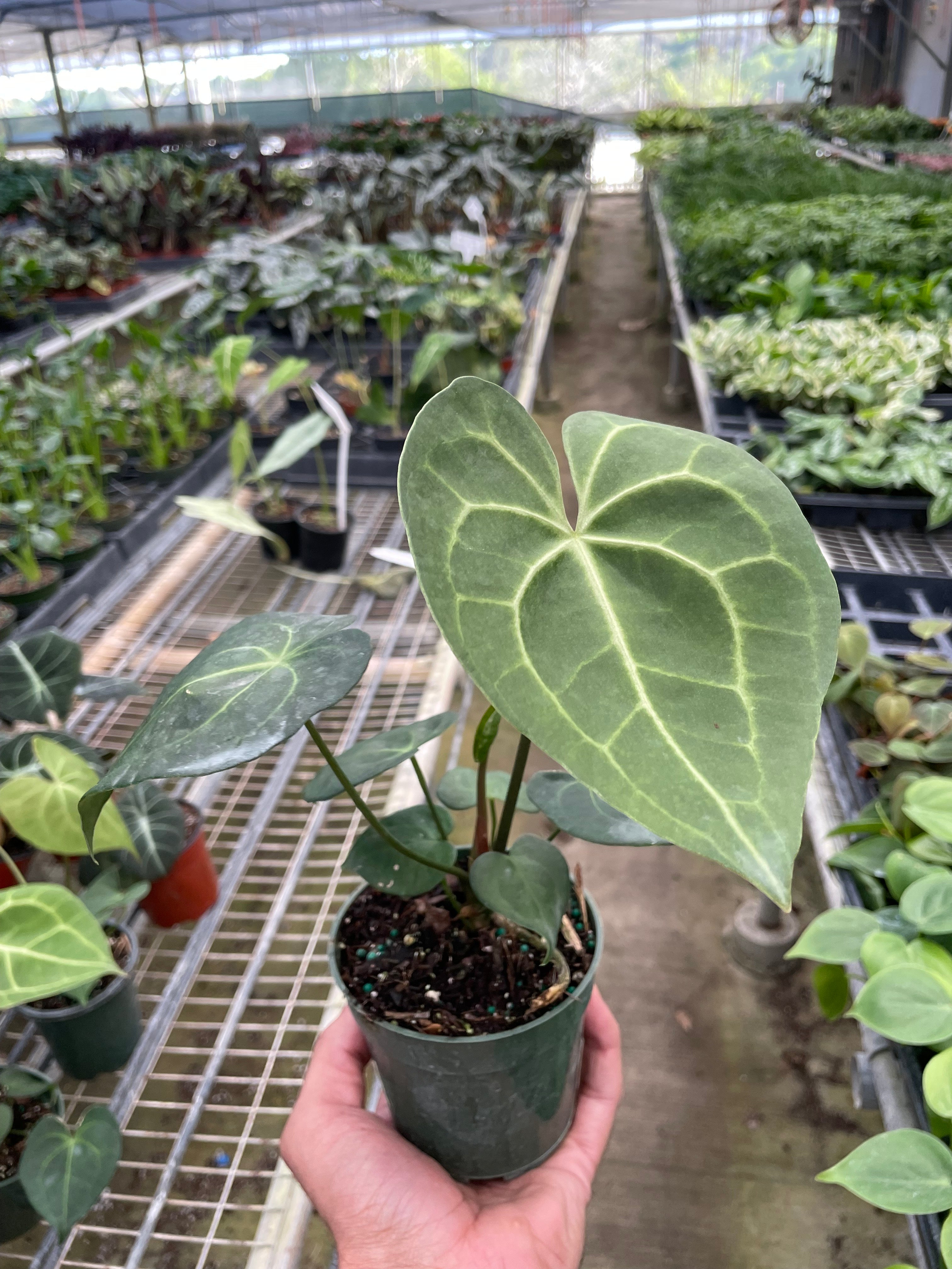 Anthurium Pterodactyl