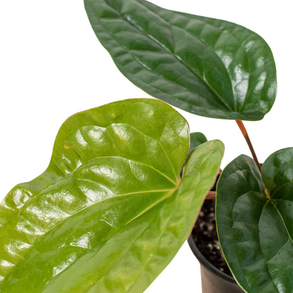 Anthurium Radicans x Luxurians