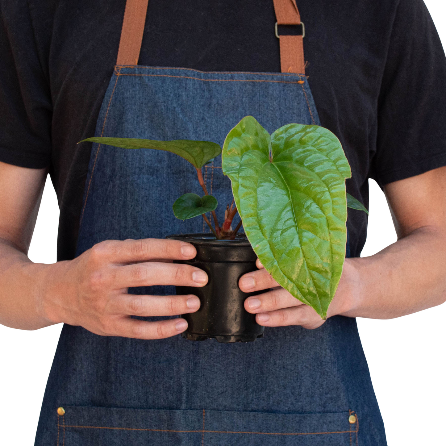 Anthurium Radicans x Luxurians