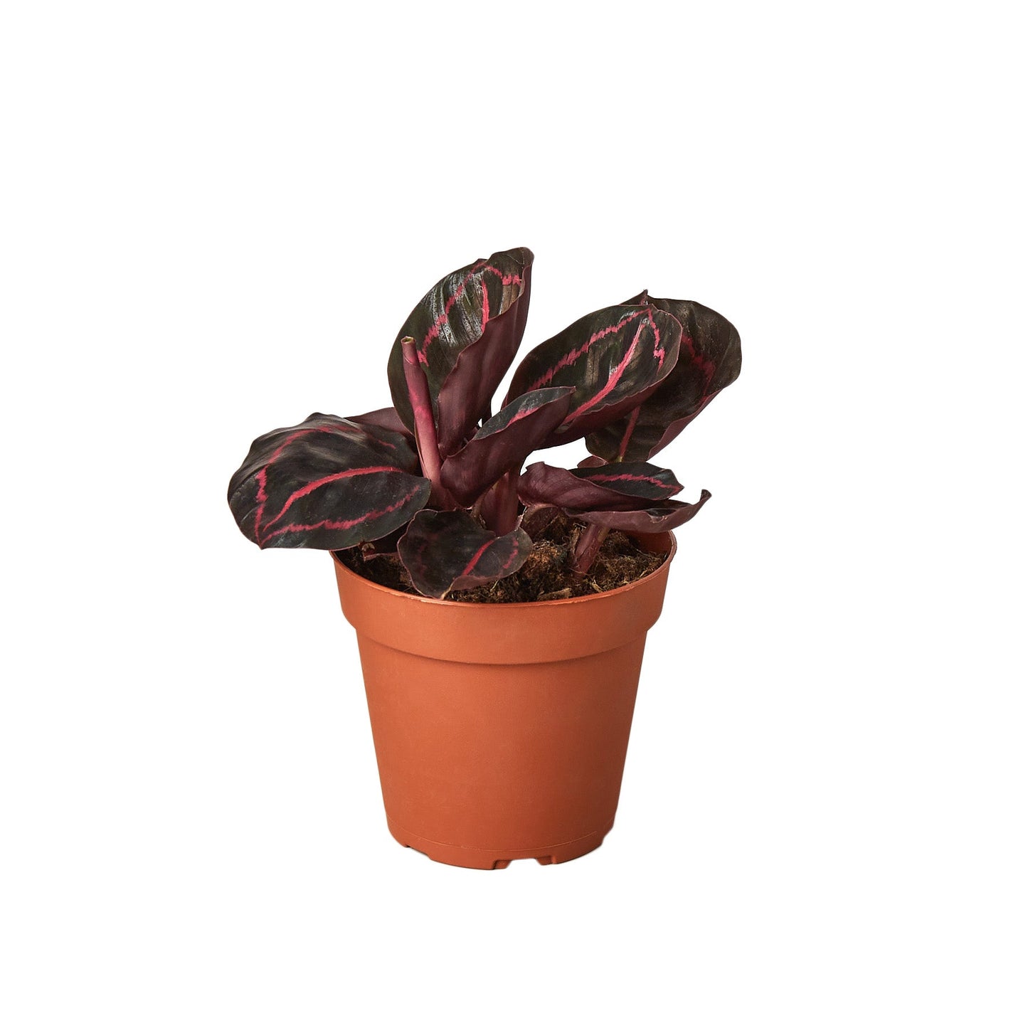 Calathea Dottie Roseopicta | Exotic Houseplant