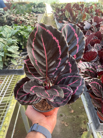 Calathea Dottie Roseopicta | Exotic Houseplant