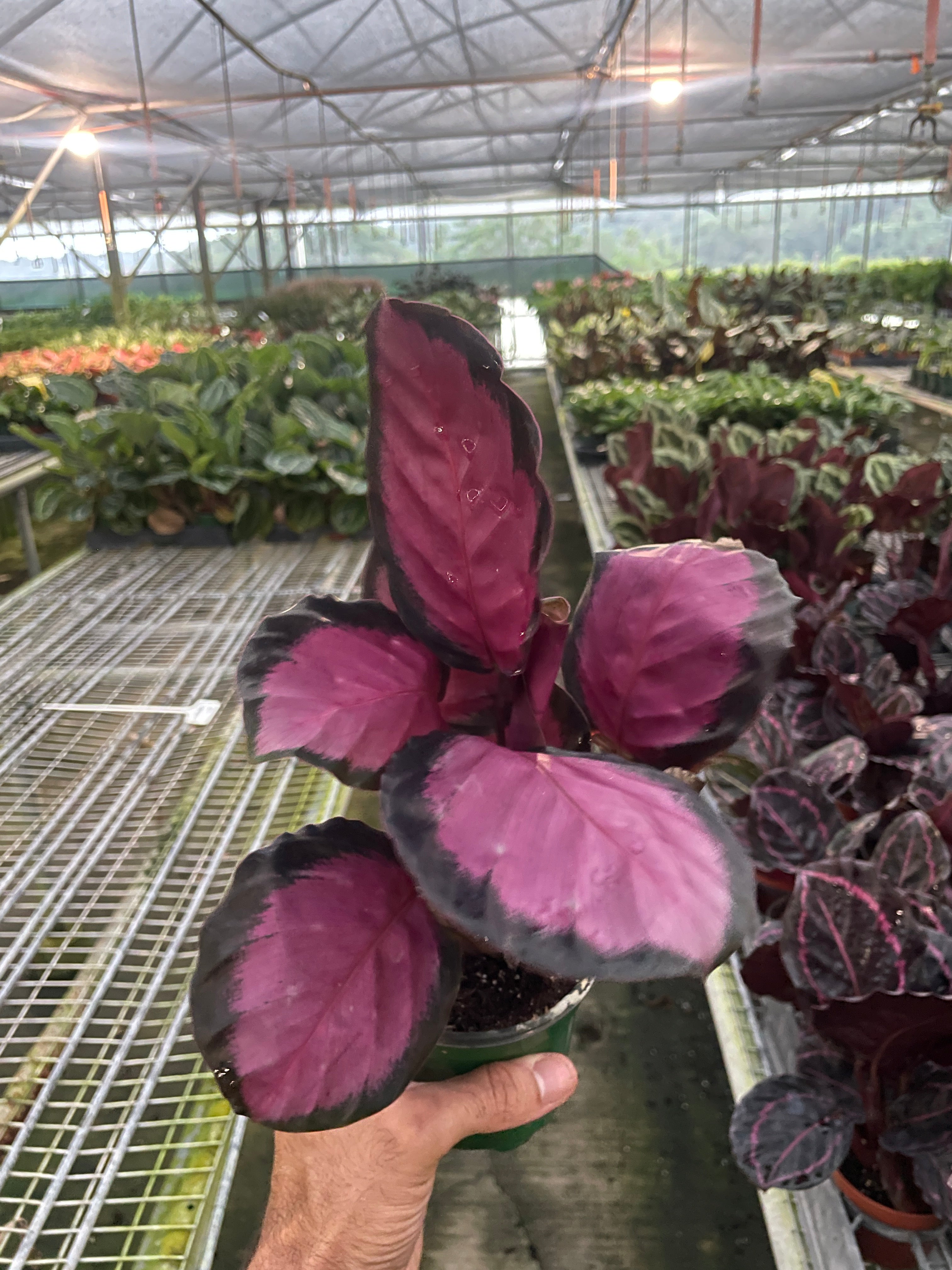 Calathea Purple Rose Roseopicta