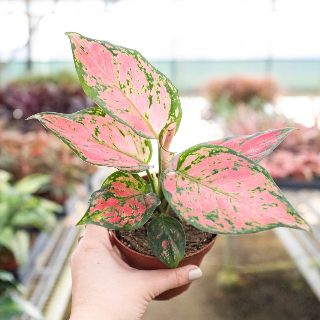 Chinese Evergreen 'Lady Valentine'