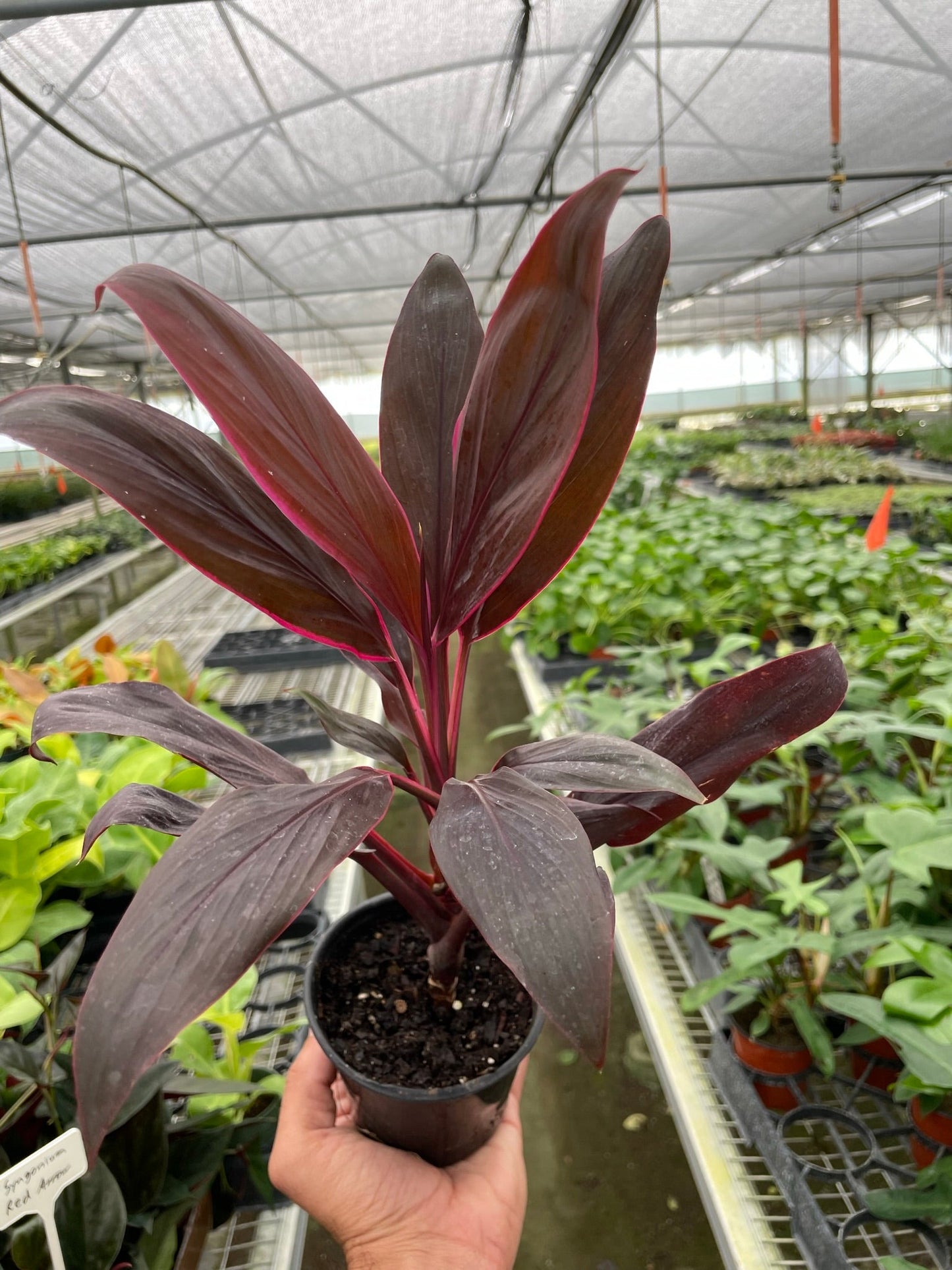 Calypso Queen - Cordyline Fruticosa