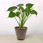 Cow Pot