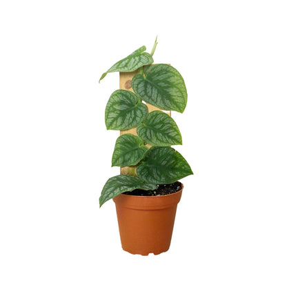 Monstera Dubia Shingle Plant