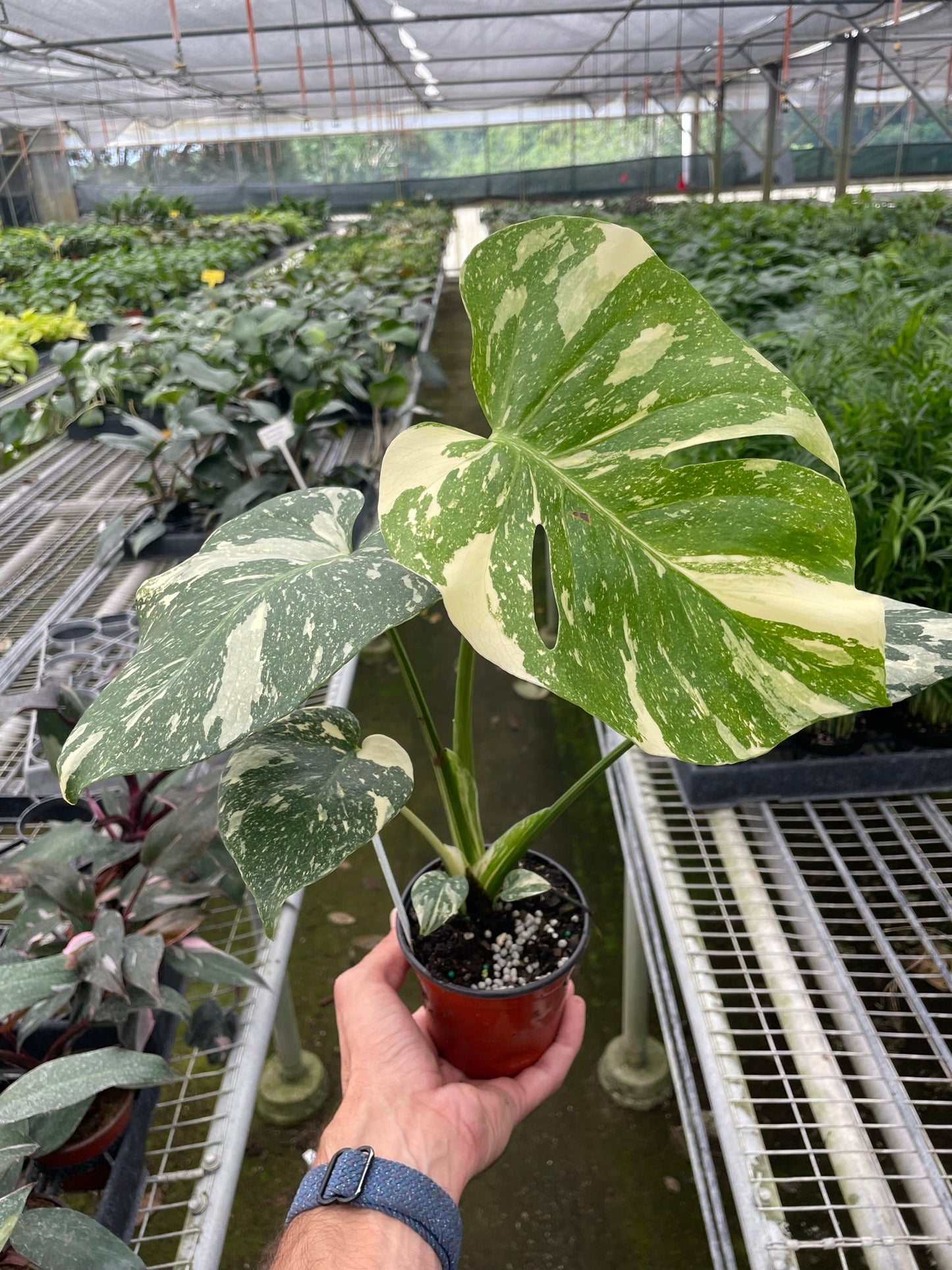 Variegated Thai Constellation Monstera